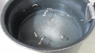 Fingers de poulet et ses galettes de laitue - 6.4
