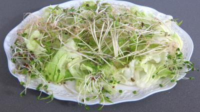 Recette Salade haricots beurre du jardin