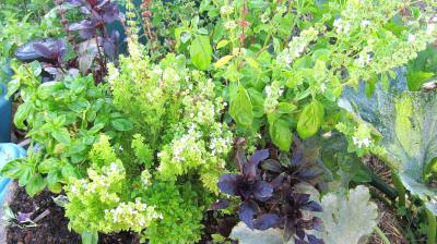Photo : Des plants de basilic
