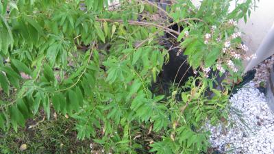 Photo : plant de verveine