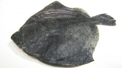 Photo : Turbot