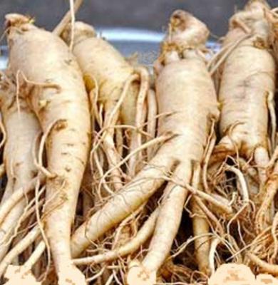 Photo : ginseng - Ginseng