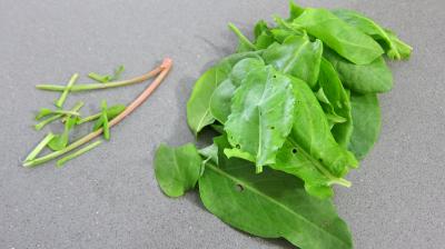 Noix saint Jacques en salade - 2.3