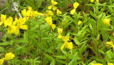 Photo : Oenothera biennis