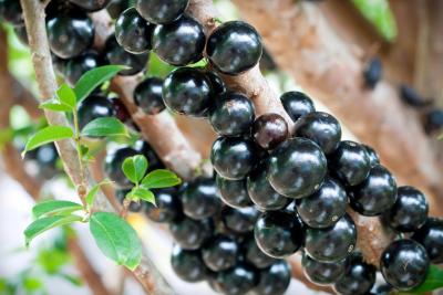 Photo : Jaboticaba