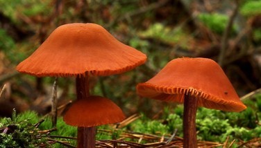 Photo : Clitocybe laqué