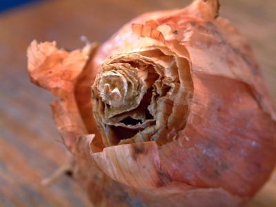 Image : Bulbe