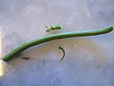 Haricots verts au fromage blanc - 1.1