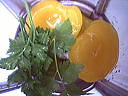 Coulis d'abricots au Porto - 1.1