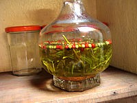 estragon : Estragon et vinaigre