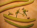 Haricots verts à la tomate - 1.1