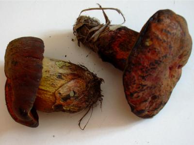 Photo : Bolets - Bolet