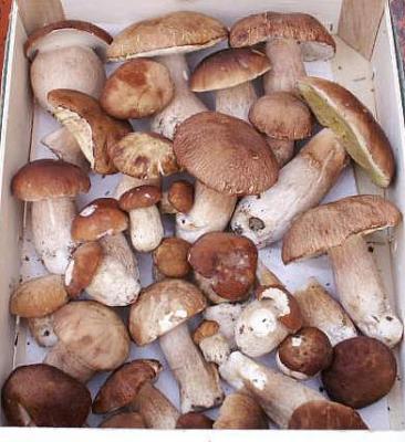 Image : Cèpe