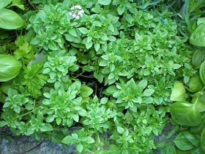 Photo : Des plants de basilic