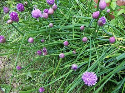 Photo : Ciboulette en fleur
