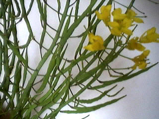Fleurs de colza