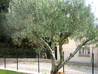Photo : L'arbre l'olivier