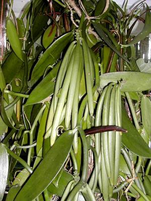 Photo : Le vanillier et ses gousses de vanille