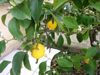Photo : Citronnier