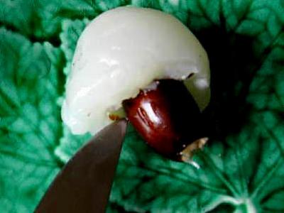 litchis