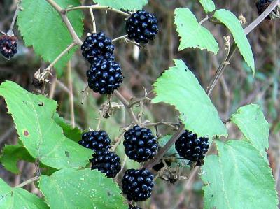 Photo : Mûrier