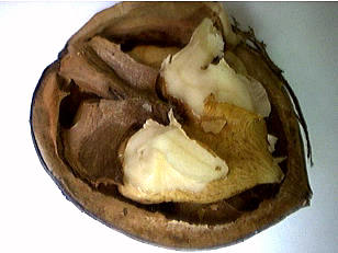 Image : Cellulose