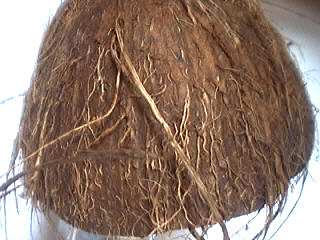 peau noix de coco