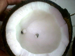 Intérieur d'une noix de coco