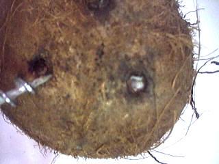 percer la noix de coco
