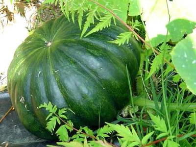 Courge