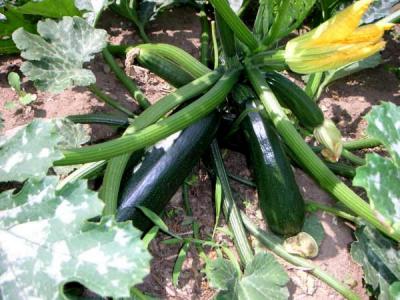Photo : Plant de courgette