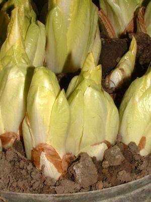Photo : Endives