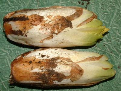 les endives