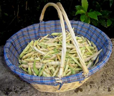 Photo : Haricots à écosser