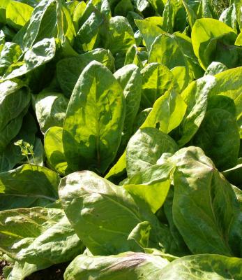 Crepes recette quebec maison