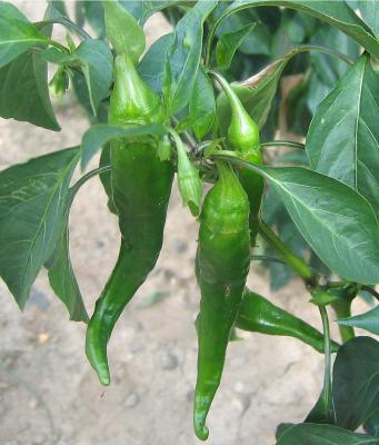 Photo : Piments