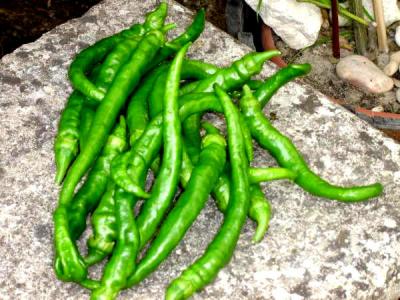 Piment vert des landes