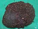 Sapins aux amandes et cacao - 7.2