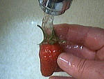 Mascarpone aux fraises et aux myrtilles - 1.1