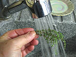 Infusion de menthe et thym aux épices - 1.1