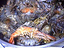 Salade tiède de gambas à la cancoillotte - 10.2