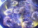 Salade tiède de gambas à la cancoillotte - 11.2