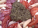 Salade de pâtes au pistou - 6.2