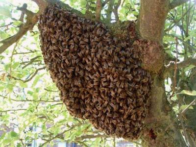 Photo : Les abeilles