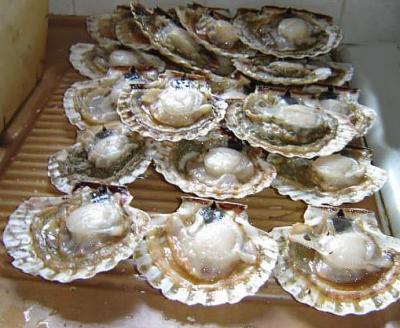 Image : Coquille Saint-Jacques