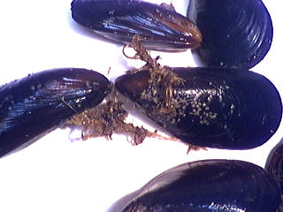 Image : Moule