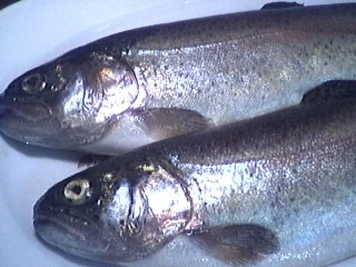 Photo : Truites 