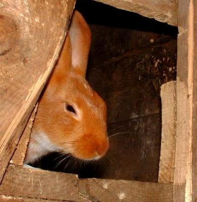Photo : Le lapin dans sa cage