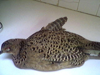 Poule faisane