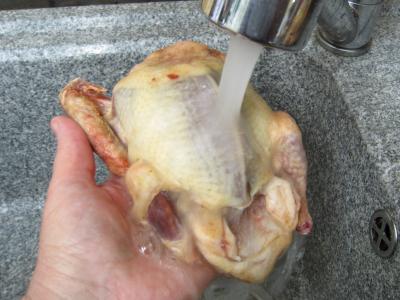 Pigeon